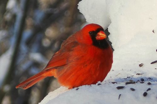 cardinal-in-winter.jpg