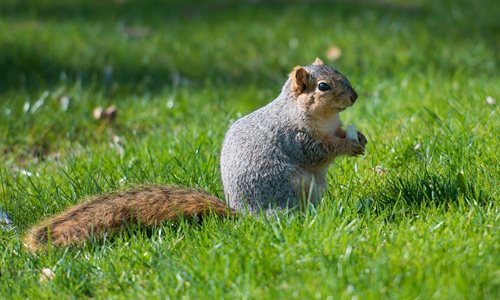 Fox-squirrel_1.jpg