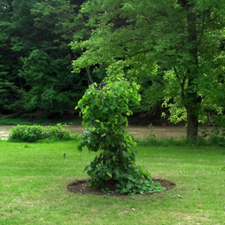 weeping-redbud.jpg