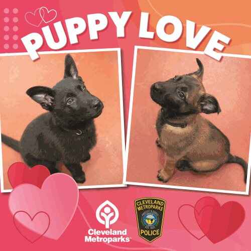 Puppy Love text with two puppy images