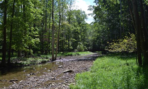 West_Creek-Stream_Bed.jpg