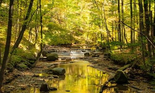 Creek_among_trees.jpg