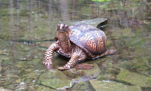 Box-Turtle-1.JPG