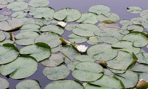 Water-lilies-BCR-Beyers-Pond.jpg